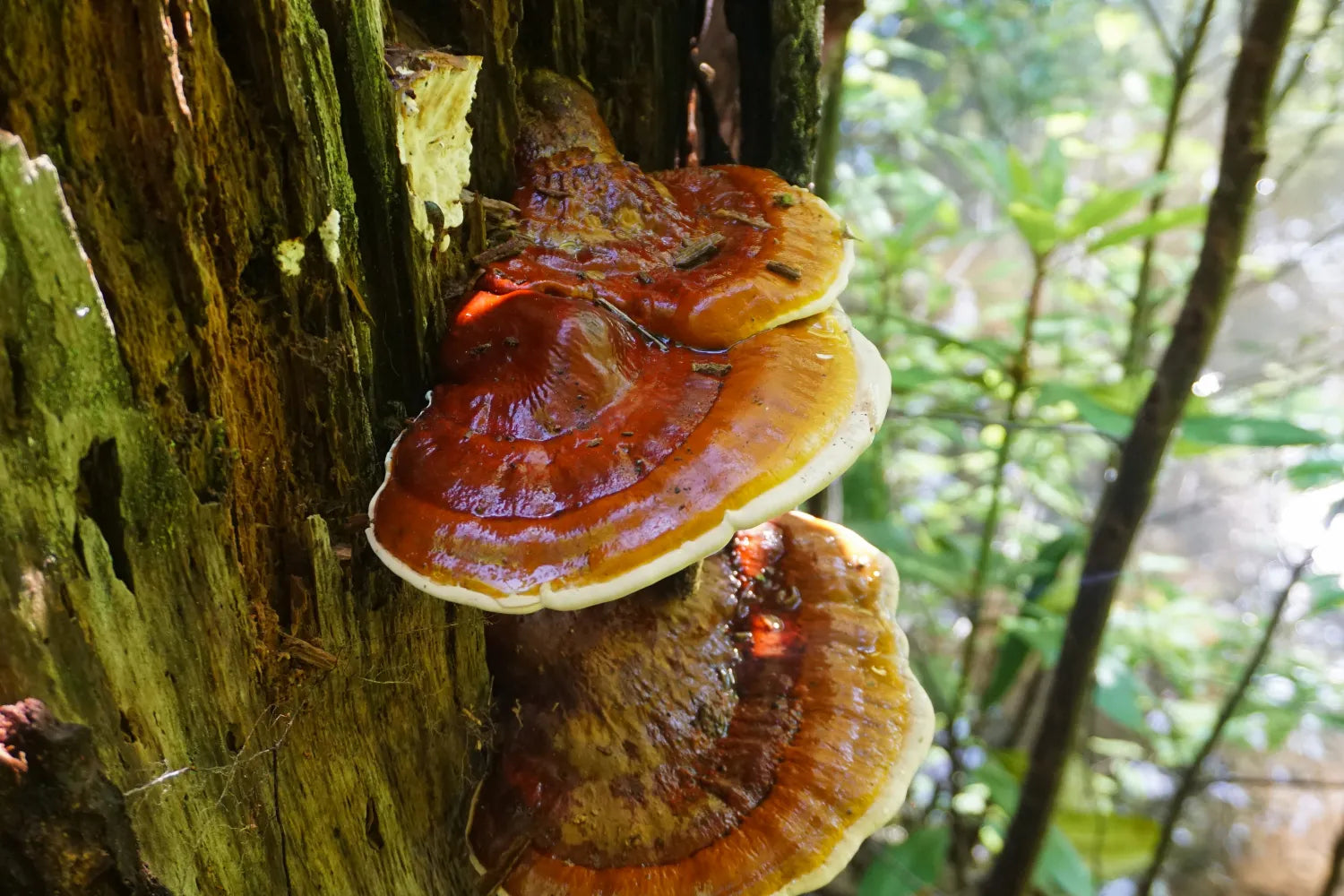 Reishi mushrooms growing on a decaying tree stump in a sunlit forest