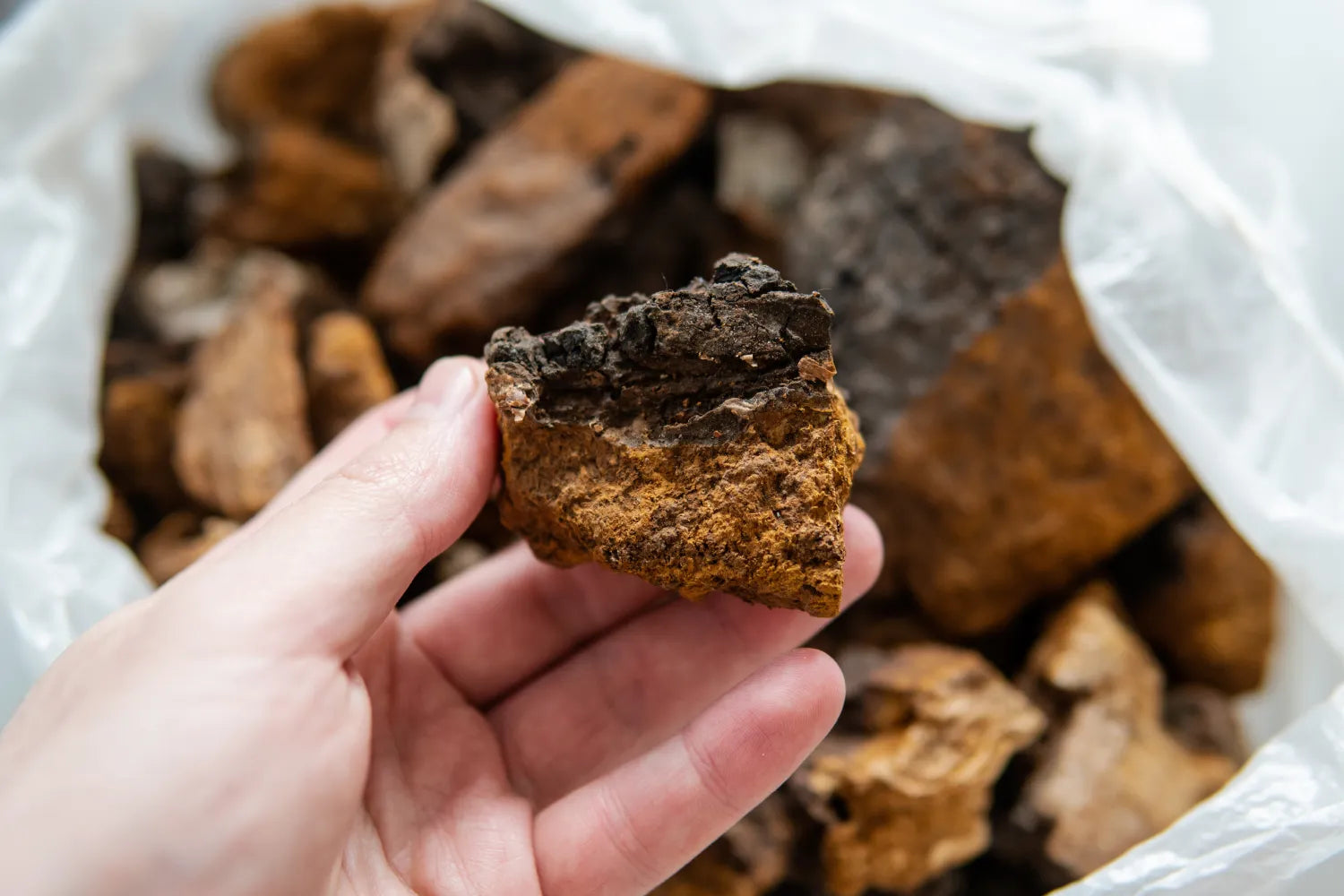 Close-up of dried chaga mushroom chunk showcasing dark crust and orange-brown porous interior against a bag of chaga pieces