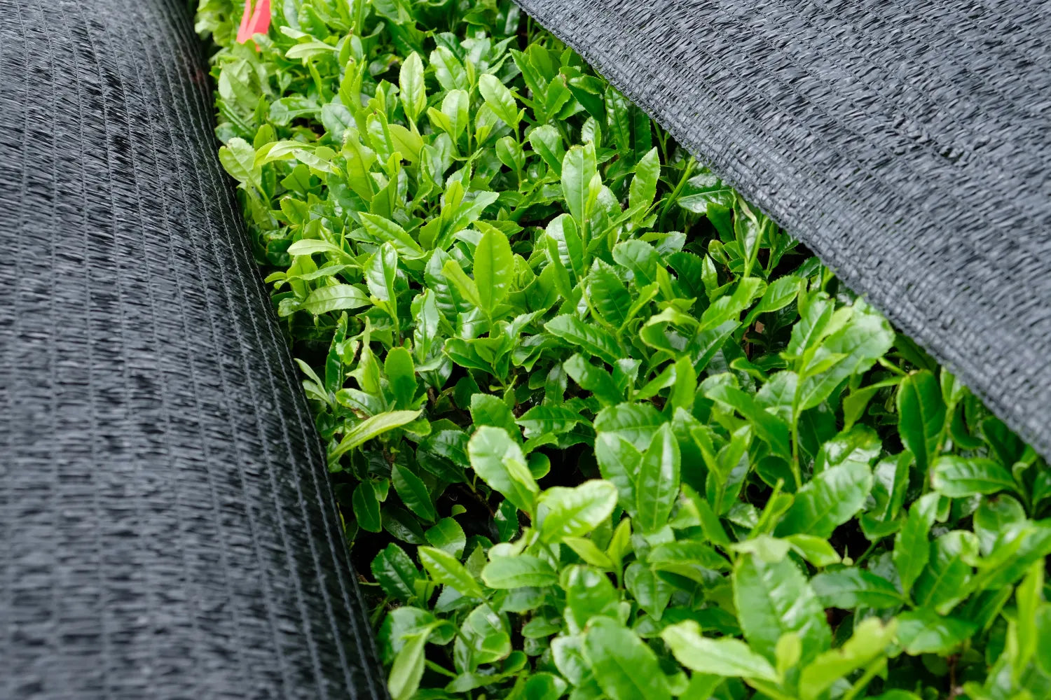 Matcha tea leaves growing under black woven shade cloths in a tea field