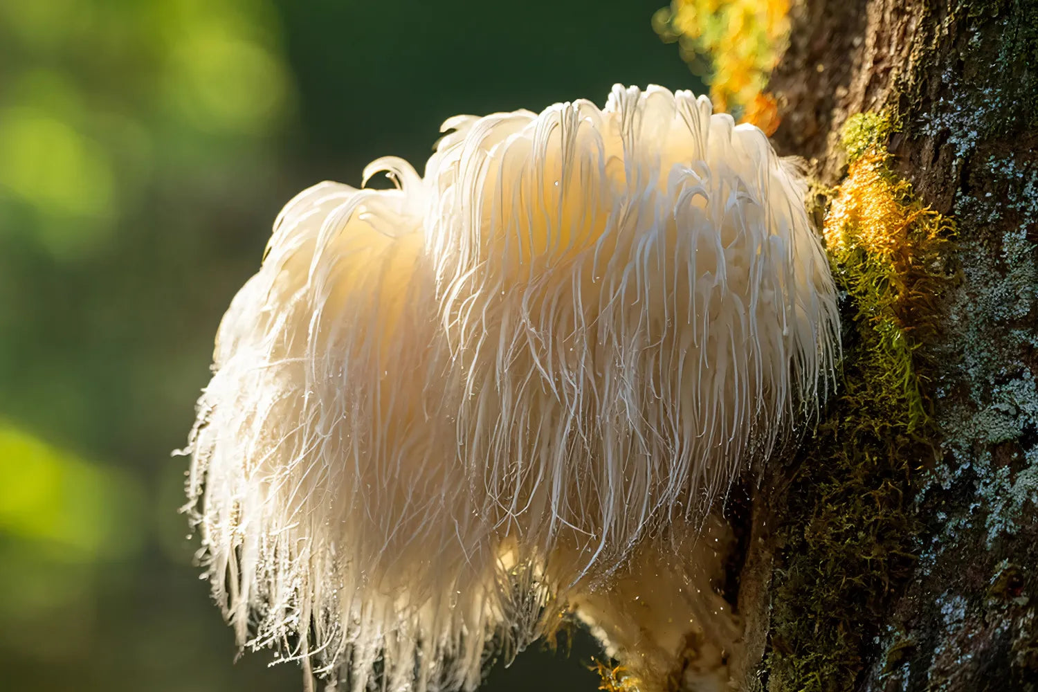 Close-up side view of lion’s mane mushroom showing white hair-like spines on a mossy tree trunk with blurred green background