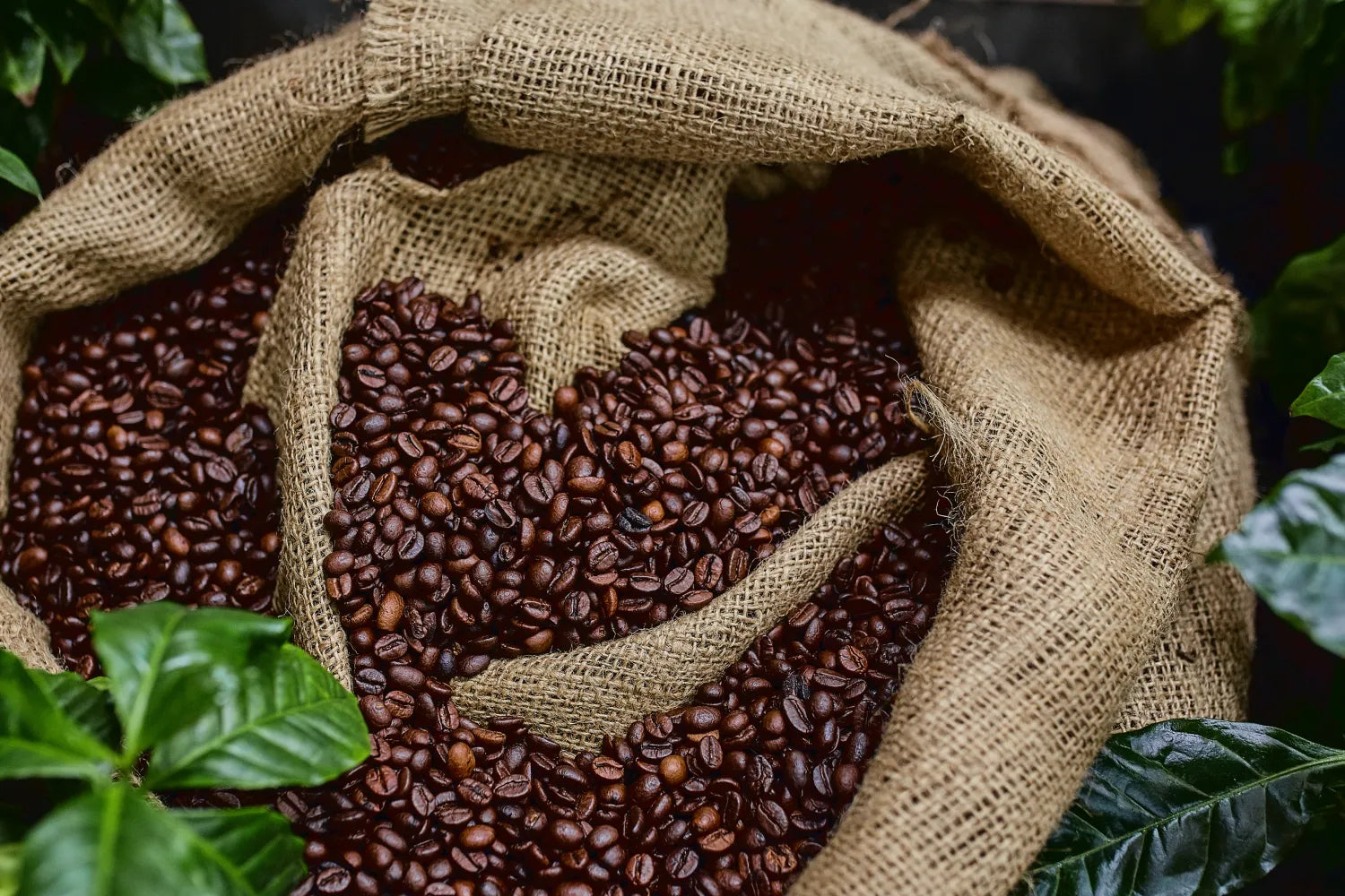 Top-down view of roasted Arabica coffee beans in a burlap sack with green coffee plant leaves