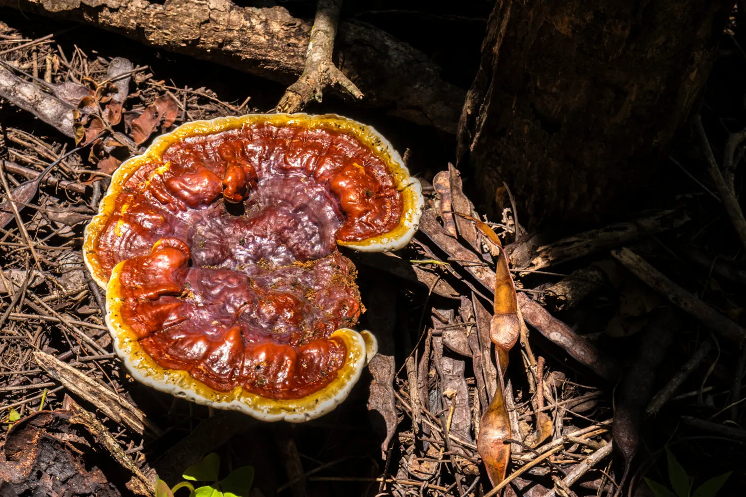 Reishi mushroom growing on a forest floor among leaf litter in dappled sunlight