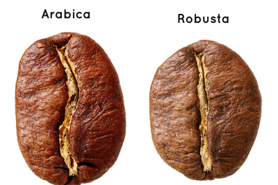 Side by side comparison of coffee beans labeled Arabica and Robusta showing visible size and texture differences