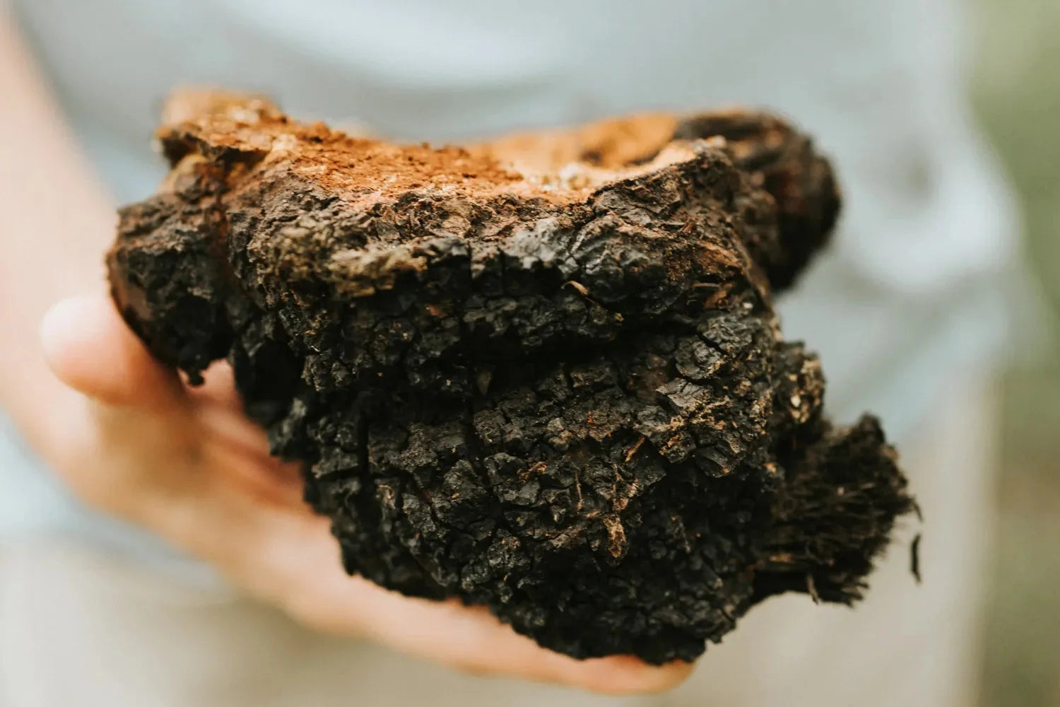 Close-up of chaga mushroom chunk held in a hand showing its cracked black exterior and rusty orange inner layer against a soft blurred background
