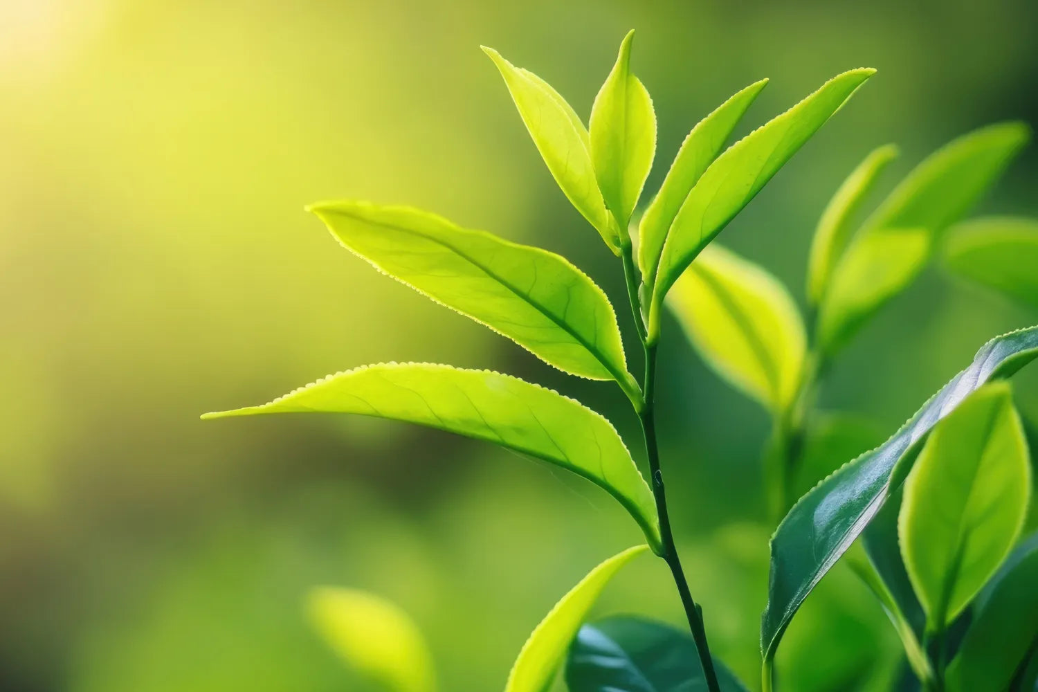 Close-up of green tea leaves backlit against a soft green bokeh background