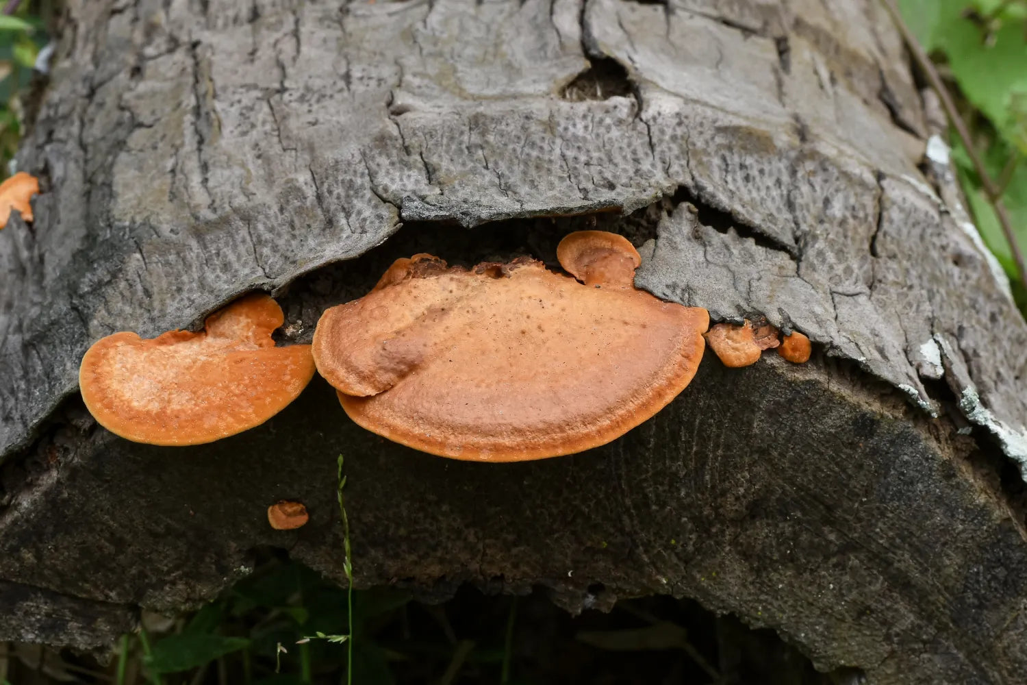Orange shelf mushrooms growing from a weathered fallen log in a shaded forest setting