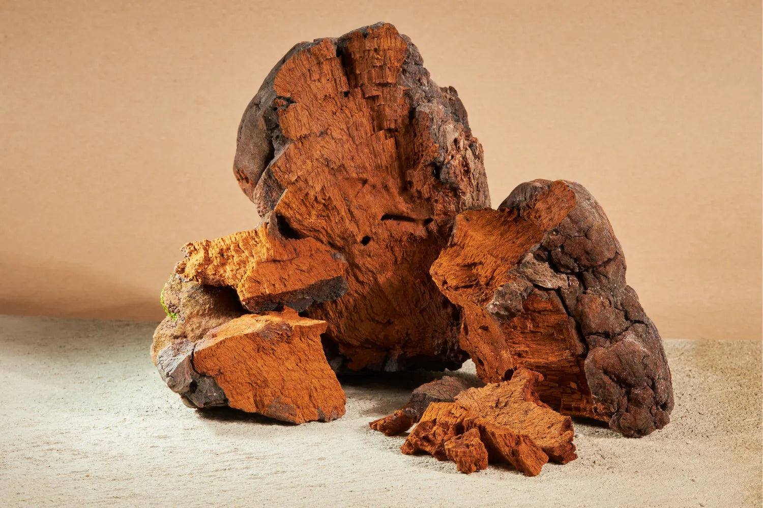Close up of chaga mushroom chunks showing orange brown porous interior and dark cracked exterior on a beige background