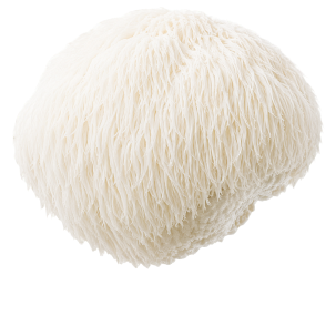 Close-up of Lions Mane mushroom showing white shaggy spines on a plain white background
