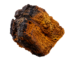 Front view of chaga mushroom chunk showing rough dark crust and orange-brown porous interior on white background