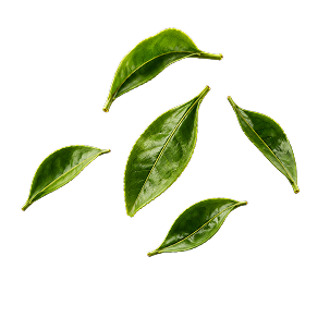 Top-down view of L-theanine tea leaves showcasing fresh green leaves on a transparent background
